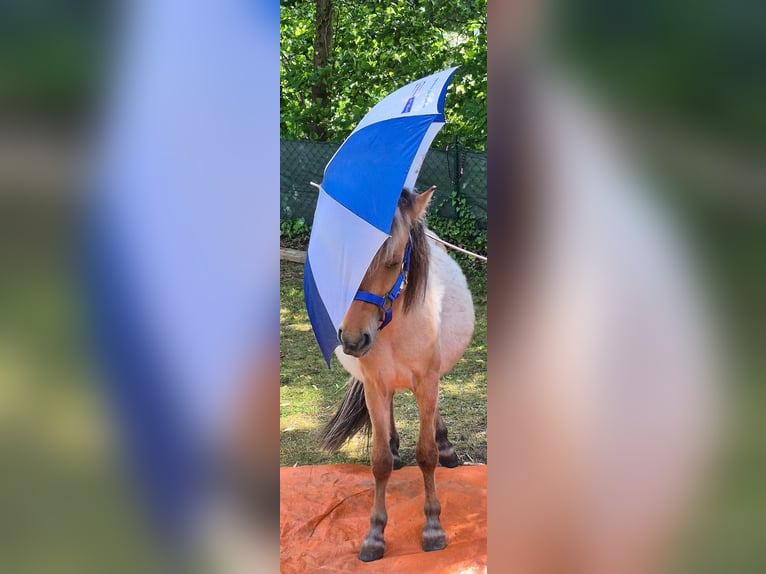 Fjord Horses Mix Gelding 2 years 12,1 hh Dun in Gro&#xDF;efehn