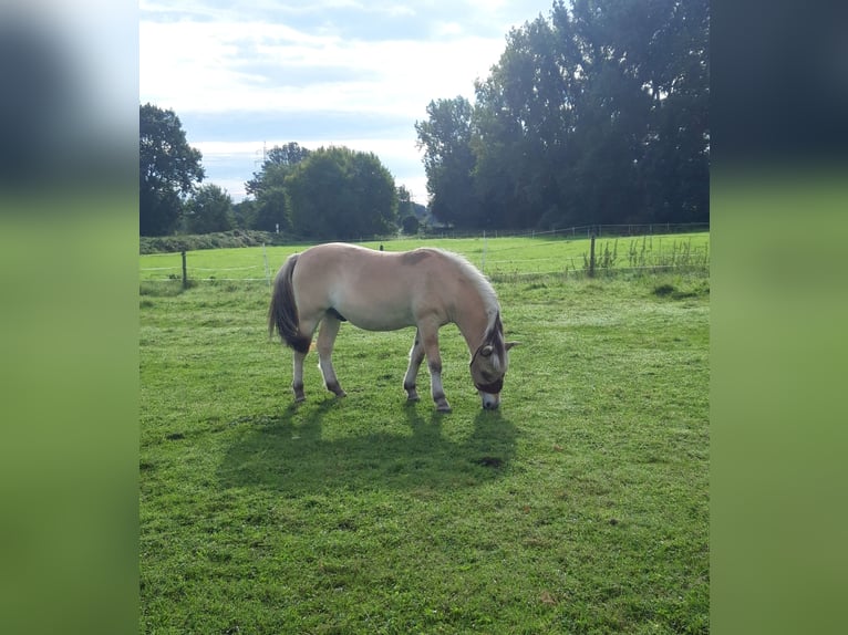 Fjord Horses Gelding 2 years 13,2 hh Dun in Lotte