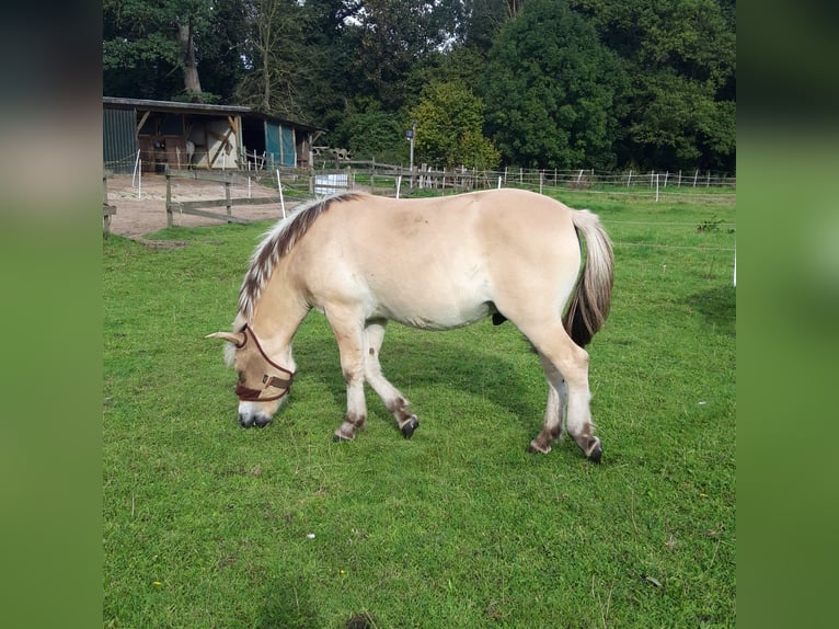 Fjord Horses Gelding 2 years 13,2 hh Dun in Lotte