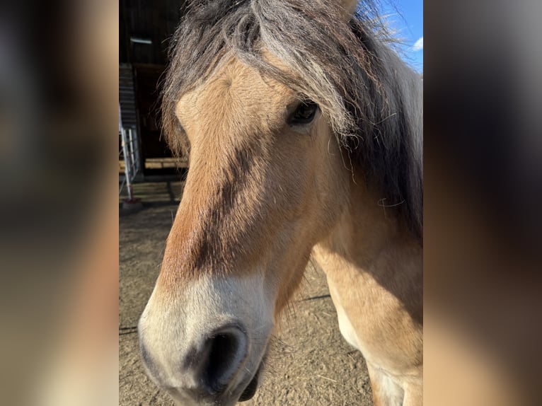 Fjord Horses Gelding 2 years 13.3 hh Dun in Wolfhagen