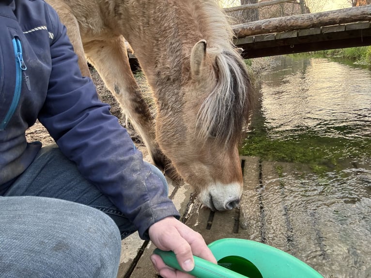 Fjord Horses Gelding 2 years 13.3 hh Dun in Wolfhagen