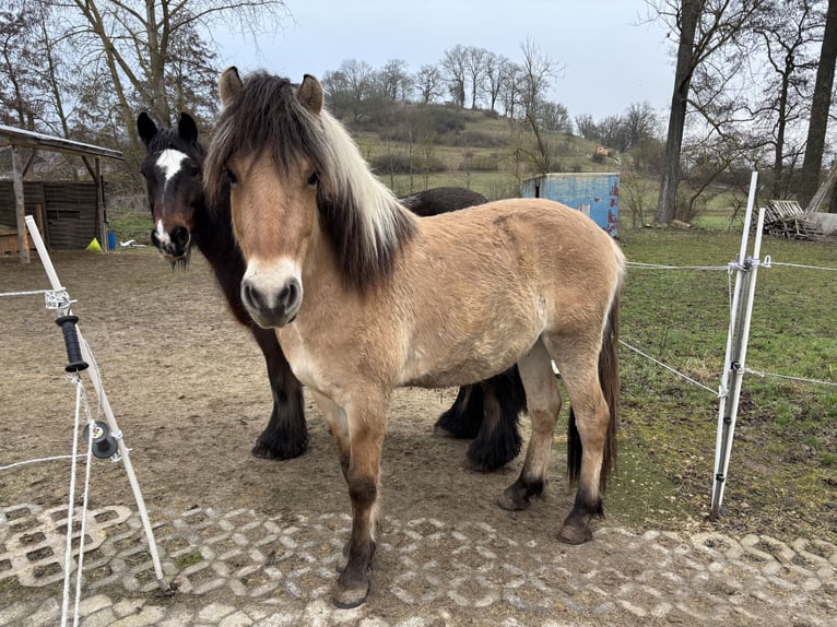 Fjord Horses Gelding 2 years 13,3 hh Dun in Wolfhagen