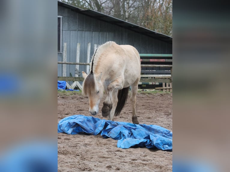 Fjord Horses Gelding 2 years 14,1 hh Dun in Alt Duvenstedt