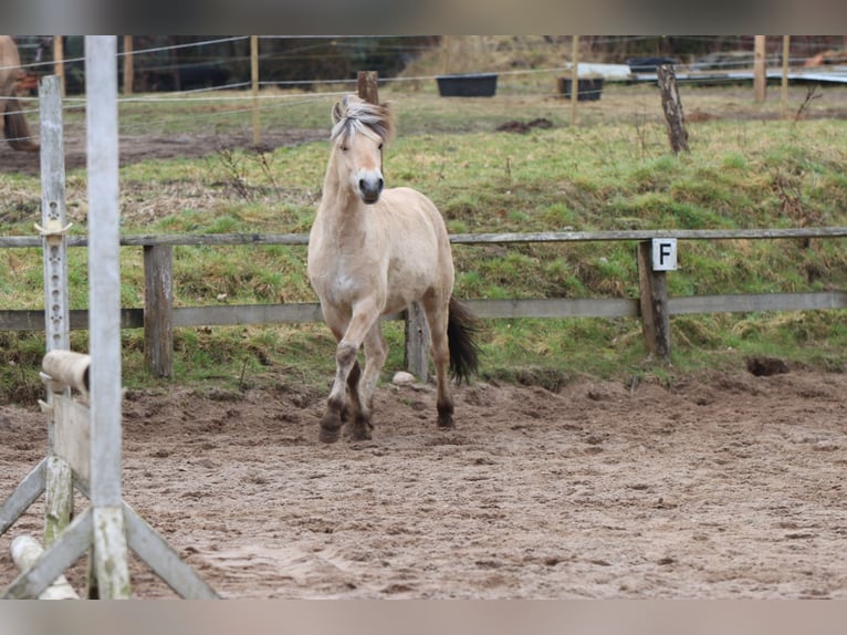 Fjord Horses Gelding 2 years 14,1 hh Dun in Alt Duvenstedt