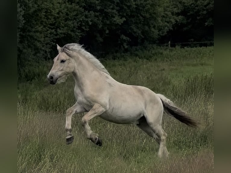Fjord Horses Gelding 2 years 14.1 hh Dun in Tarp