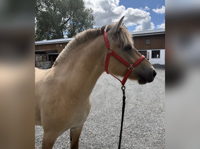 Fjord Horses Gelding 2 years 14.1 hh Dun in Tarp