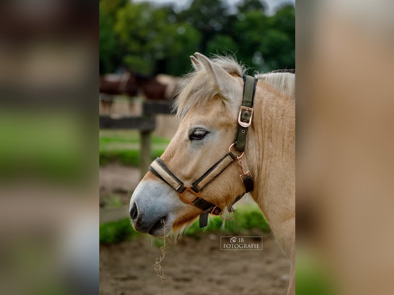 Fjord Horses Gelding 2 years 14,1 hh in Brunssum