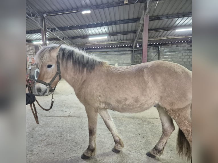 Fjord Horses Gelding 2 years 14,1 hh in Brunssum