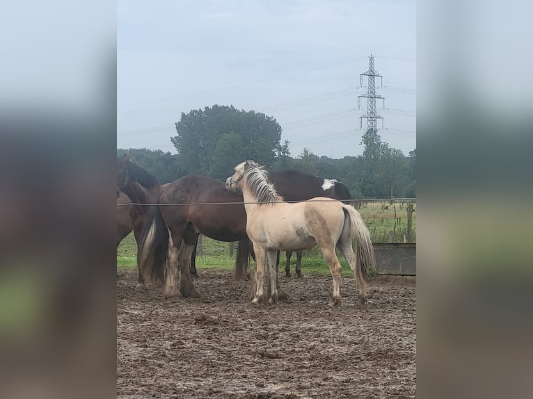 Fjord Horses Gelding 2 years 14,1 hh in Brunssum