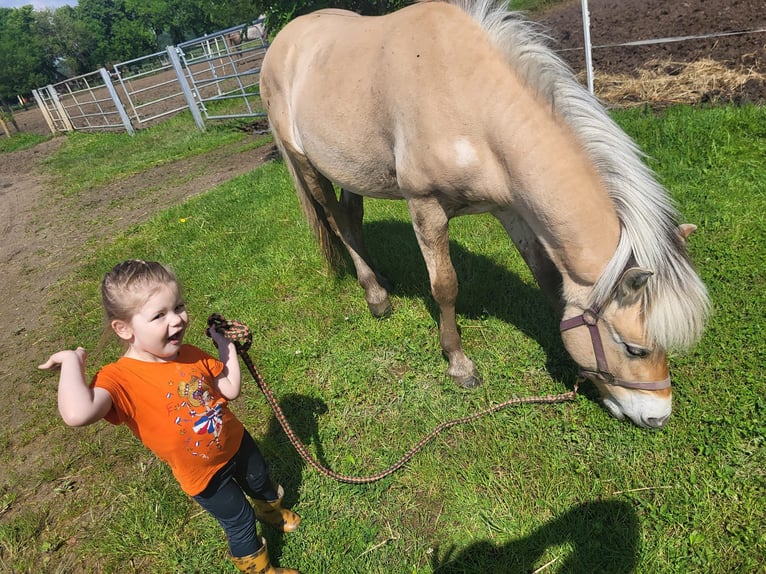 Fjord Horses Gelding 2 years 14,1 hh in Brunssum