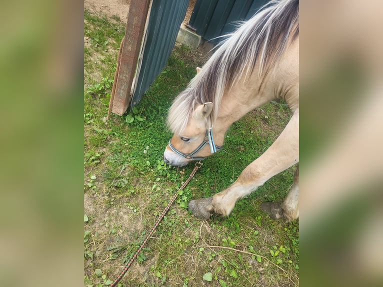 Fjord Horses Gelding 2 years 14,1 hh in Brunssum