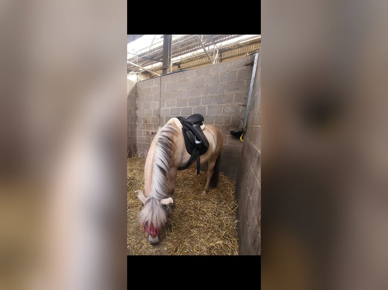 Fjord Horses Gelding 2 years 14,1 hh in Brunssum