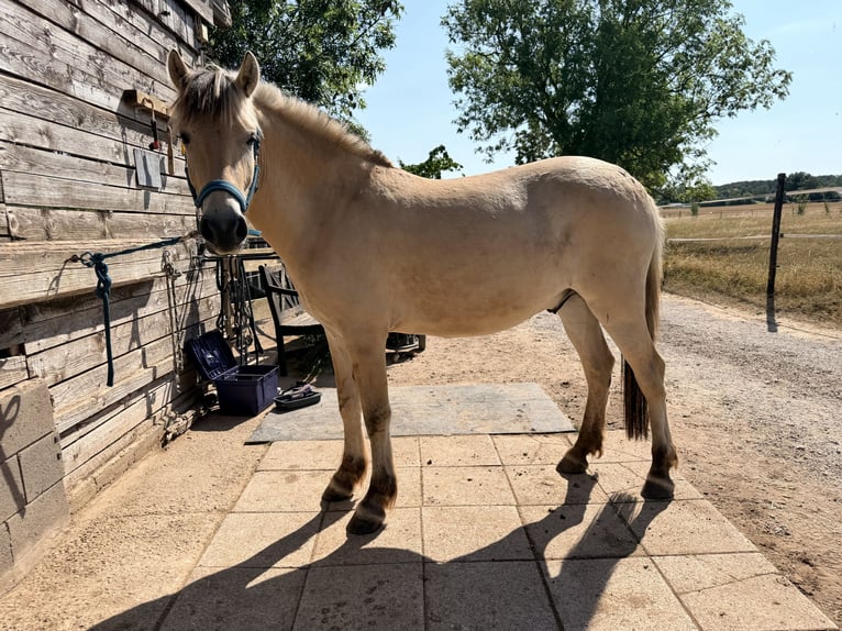 Fjord Horses Gelding 2 years 14.2 hh Dun in MechernichMechernich
