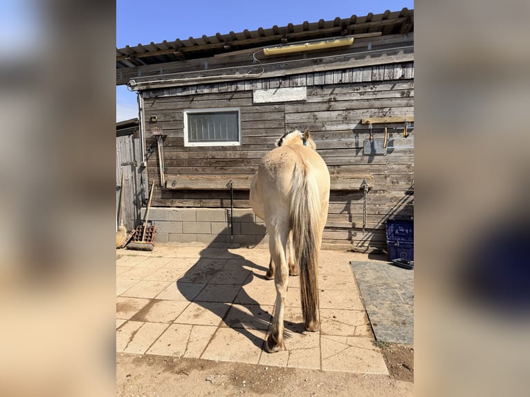 Fjord Horses Gelding 2 years 14.2 hh Dun in MechernichMechernich