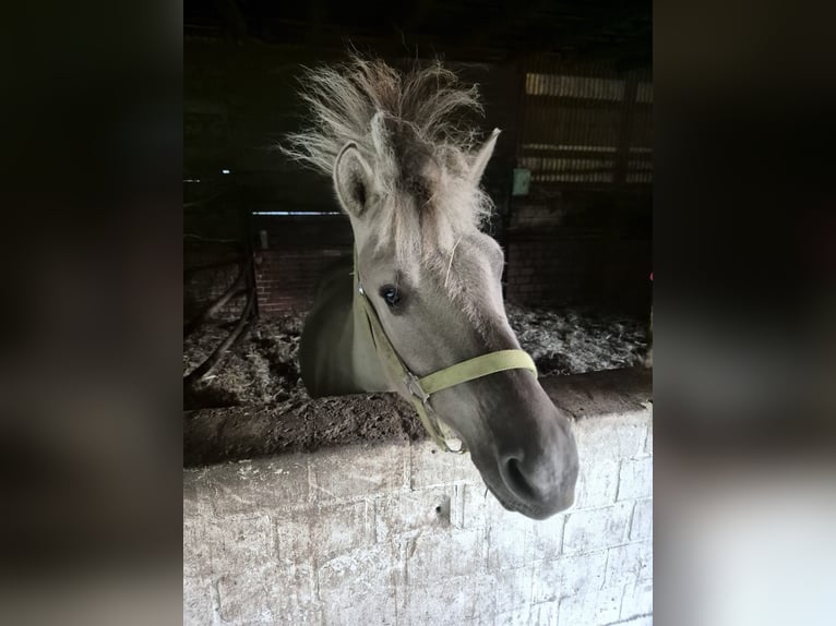 Fjord Horses Gelding 2 years 14,2 hh Dun in Nienburg (Weser)