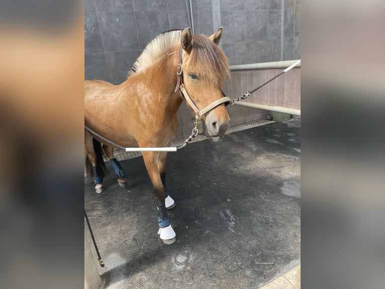 Fjord Horses Gelding 2 years 14,2 hh Dun in Valkenswaard