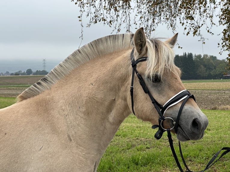 Fjord Horses Gelding 2 years 14,1 hh Dun in Riedlingen