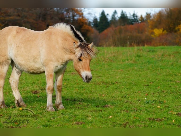 Fjord Horses Gelding 2 years 14,1 hh Dun in Remscheid