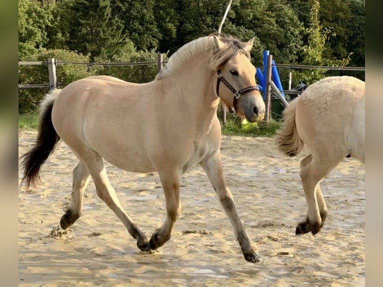 Fjord Horses Gelding 2 years 14,1 hh Dun in Remscheid
