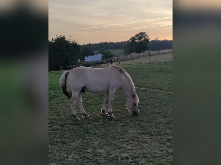 Fjord Horses Gelding 2 years Dun in Boos