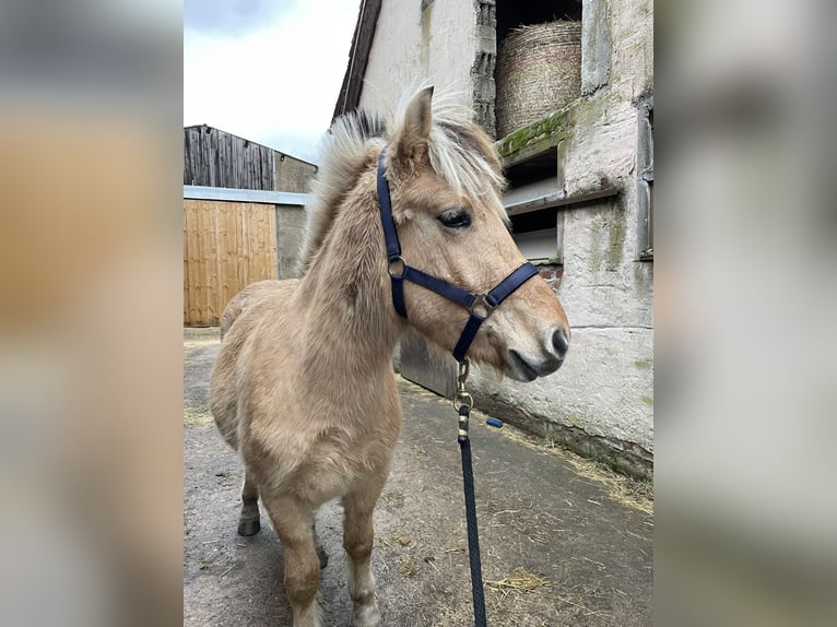 Fjord Horses Gelding 2 years Dun in Lautertal