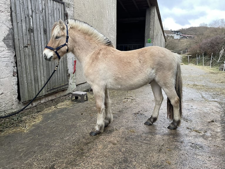 Fjord Horses Gelding 2 years Dun in Lautertal