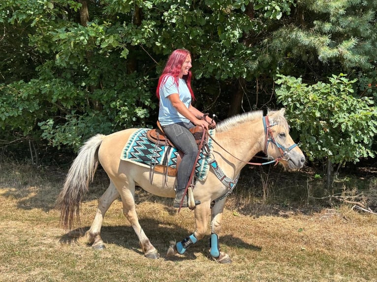 Fjord Horses Gelding 3 years 13.3 hh Dun in Linkenbach