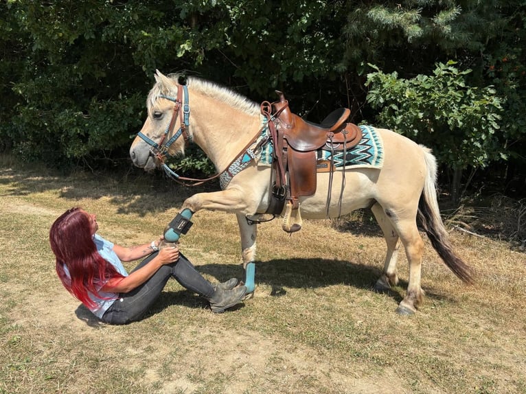 Fjord Horses Gelding 3 years 13.3 hh Dun in Linkenbach