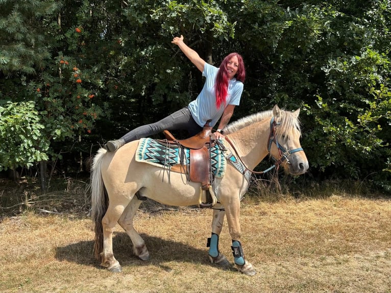 Fjord Horses Gelding 3 years 13.3 hh Dun in Linkenbach