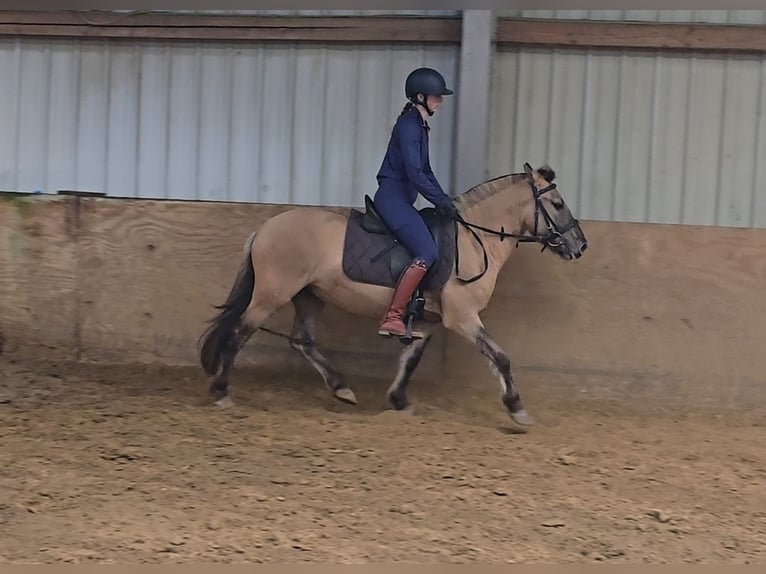 Fjord Horses Mix Gelding 3 years 13 hh Dun in M&#xFC;lheim an der Ruhr