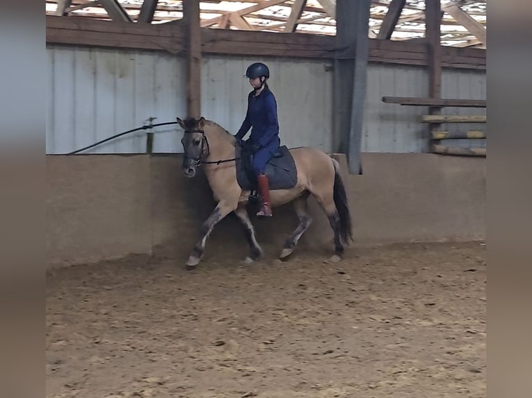 Fjord Horses Mix Gelding 3 years 13 hh Dun in M&#xFC;lheim an der Ruhr