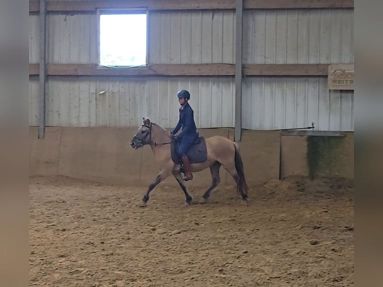 Fjord Horses Mix Gelding 3 years 13 hh Dun in M&#xFC;lheim an der Ruhr