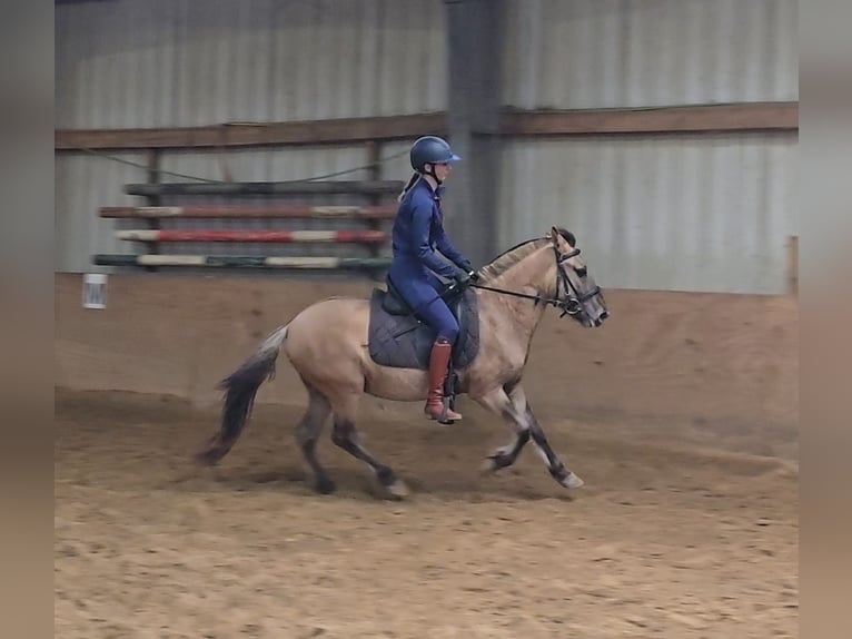 Fjord Horses Mix Gelding 3 years 13 hh Dun in M&#xFC;lheim an der Ruhr