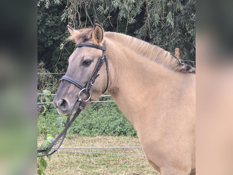 Fjord Horses Mix Gelding 3 years 13 hh Dun in M&#xFC;lheim an der Ruhr