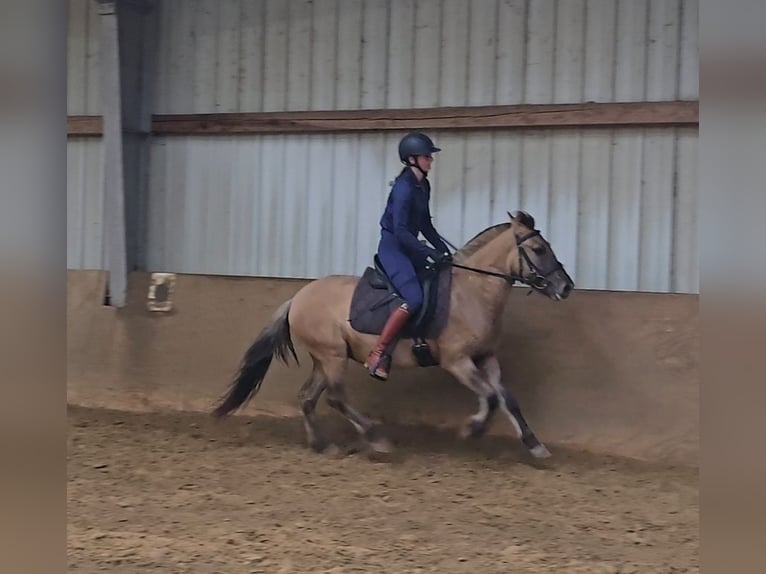 Fjord Horses Mix Gelding 3 years 13 hh Dun in M&#xFC;lheim an der Ruhr