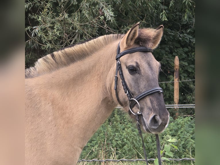 Fjord Horses Mix Gelding 3 years 13 hh Dun in M&#xFC;lheim an der Ruhr