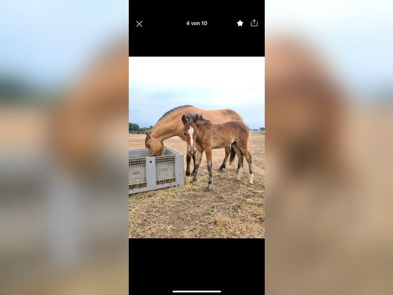 Fjord Horses Mix Gelding 3 years 13,3 hh Brown in Altenbuch
