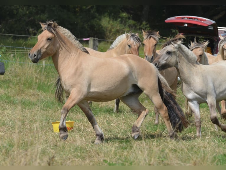Fjord Horses Gelding 3 years 13,3 hh Dun in Gr&#xFC;nberg