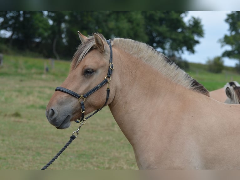 Fjord Horses Gelding 3 years 13,3 hh Dun in Gr&#xFC;nberg