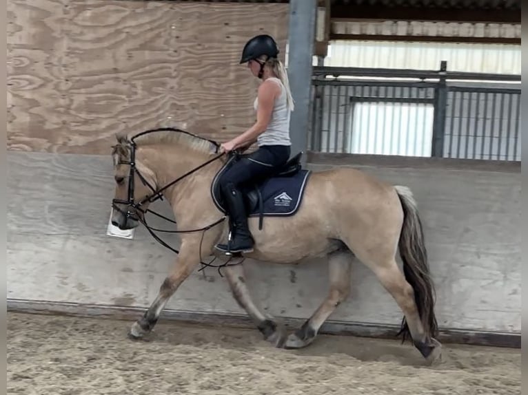 Fjord Horses Gelding 3 years 13,3 hh Dun in Gr&#xFC;nberg