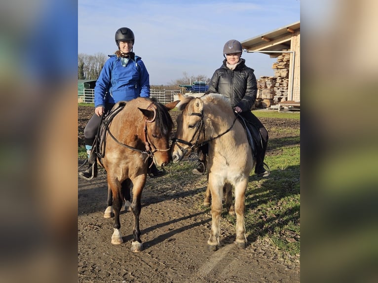 Fjord Horses Gelding 3 years 13,3 hh Dun in Kressbronn am Bodensee