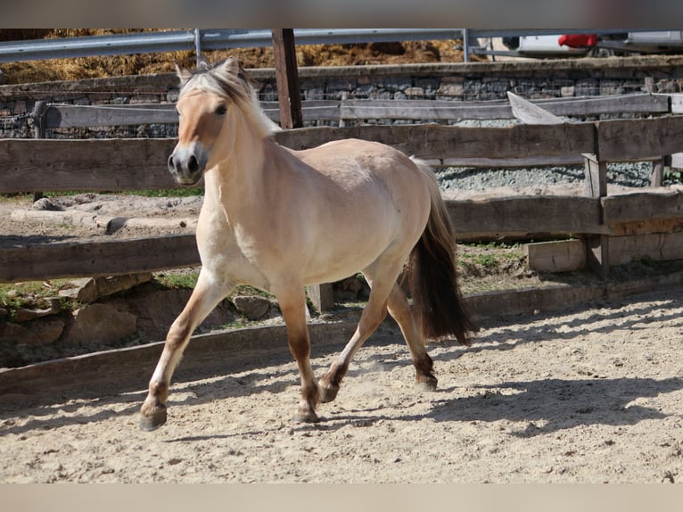 Fjord Horses Gelding 3 years 13,3 hh Dun in Lautertal