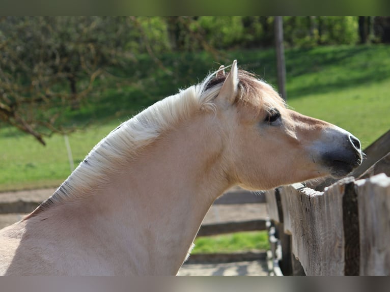 Fjord Horses Gelding 3 years 13,3 hh Dun in Lautertal