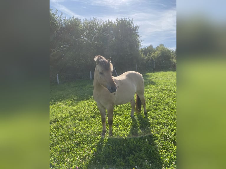 Fjord Horses Gelding 3 years 13,3 hh in Schmallenberg