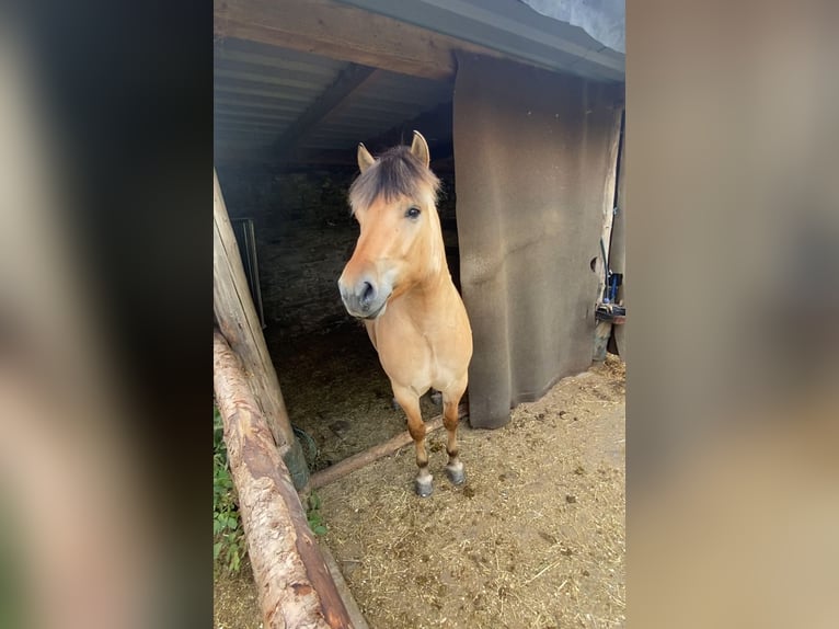 Fjord Horses Gelding 3 years 13,3 hh in Schmallenberg