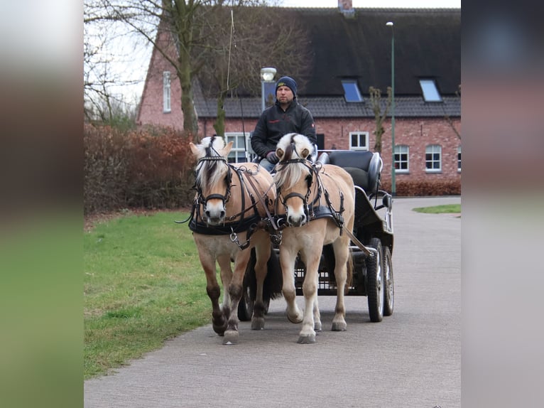 Fjord Horses Gelding 3 years 14,1 hh in Beek en Donk