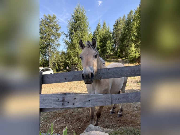 Fjord Horses Gelding 3 years 14.1 hh Dun in Villach