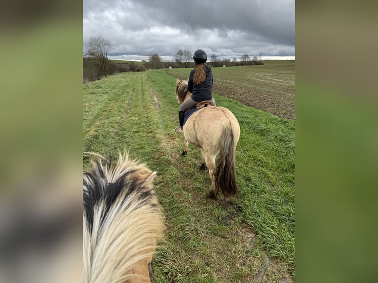 Fjord Horses Gelding 3 years 14,1 hh Dun in Petit tenquin