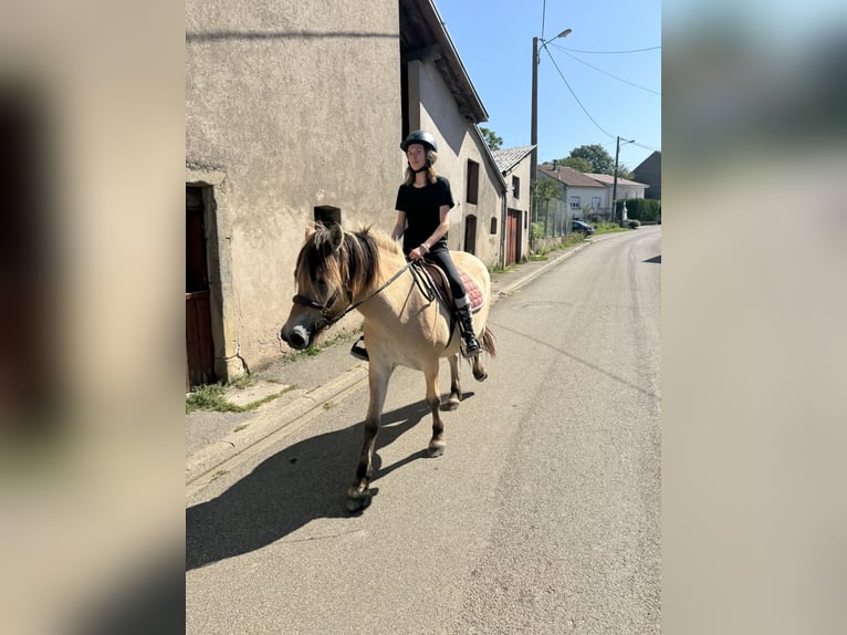 Fjord Horses Gelding 3 years 14,1 hh Dun in Petit tenquin