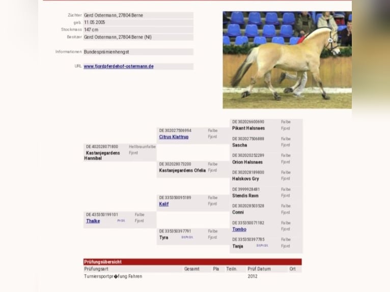 Fjord Horses Gelding 3 years 14,1 hh Dun in Lotte